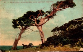 Vintage Postcard Ostrich Tree Seventeen Mile Drive Monterey CA  cir. 1907-bk33 - £2.33 GBP