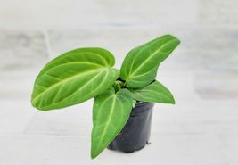 Rare Anthurium Villenaorum 4&quot; Pot Rooted Live Plant - £51.95 GBP