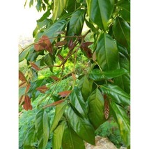 Daun Jengkol (Pithecollobium lobatum Benth. Leaves) Dried, 80 Gram - $16.27