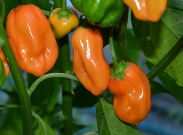 New Fresh Orange Habanero Hot Pepper Seeds 30 Very Hot Muy Caliente! Spicy - £7.10 GBP