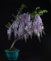 3-4 year old WISTERIA Blue Moon, Purple Flower Fragrant, well rooted plant bonsa - £106.23 GBP