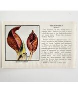 Skunk Cabbage Arum Wild Flower 1932 Color Plate Print Irving Lawson PGBG21C - €21,41 EUR