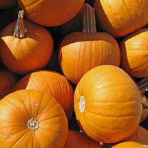 SEPTH Small Sugar Pumpkin 100 Seeds best Pie or Carving prolific vines Heirloom - $9.47