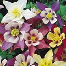 Columbine Mckanas Giant 200 Fresh Seeds USA Seller - $16.42