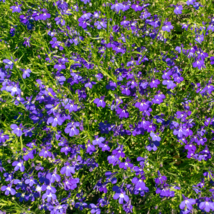 Purple Fescue Grass Festuca glauca Perennial Hardy Ornamental - 300 Seeds - $172.13 MXN