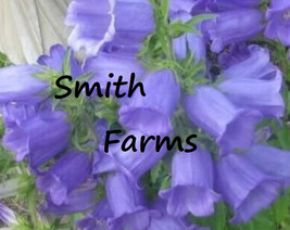 New Fresh 25 Seeds Blue Canterbury Bells Flowers Campanula Flower Garden - £7.84 GBP