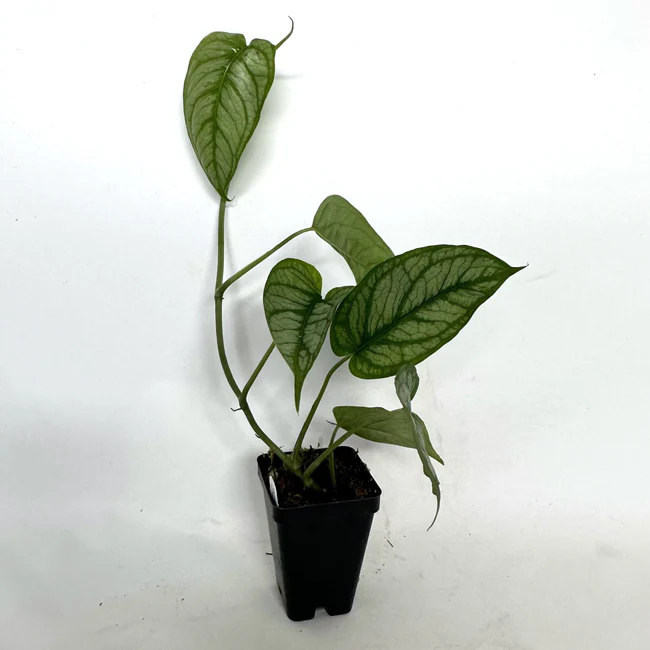 KingStore From US Monstera Siltepecana El Salvador 3.5 Inch Pot - £67.26 GBP