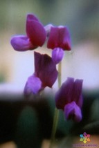 50+ Lathyrus polyphyllus Perennial Sweet Pea Seeds - $8.48