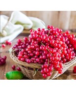 NEW 50 Seeds Jimmy Red Corn Famous Bootlegger Moonshine Grits Hominy Mas... - $7.99