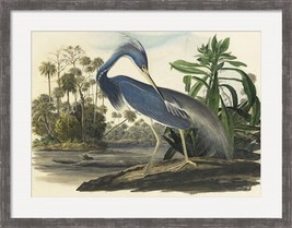 Blue Heron Framed Fine Art Print by John James Audubon - £313.86 GBP+