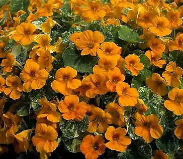 Nasturtium Tip Top Alaska Gold 100 seeds - $25.34