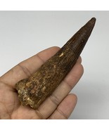 52.3g,4.2&quot;X 1.1&quot;x 0.8&quot; Rare Natural Fossils Spinosaurus Tooth from Moroc... - £220.33 GBP