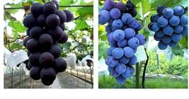 bare roots Japanese Kyoho grape plants Yard, Garden & Outdoor Living - $91.99