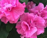 50 double pink petunia seeds flowers perennial flowers seed annual us seller thumb155 crop