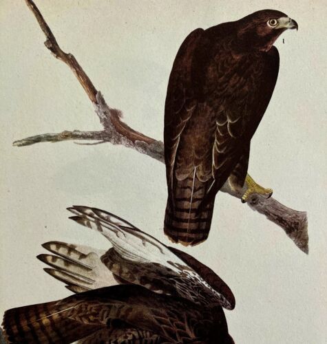 Primary image for Harlan's Hawk Bird Print 1946 Color Art John James Audubon Nature DWV2E