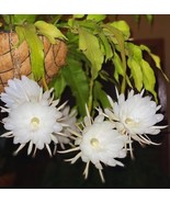Night Blooming Cereus Plant Indoor Outdoor Orchid Cactus Plant 3 To 5In ... - €46,35 EUR