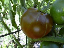 HSeeds Black Prince Tomato (20-25 Seeds) - £4.19 GBP