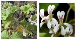 Pelargonium odoratissimum Apple-Rose-Scented Geranium Seeds 15 Seeds - £20.39 GBP