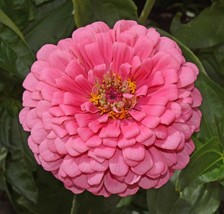US Seller 100 Seeds Zinnia Rose Tall Pink Cut Flowers Butterflies Bees Huge Bloo - £8.11 GBP
