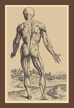 The Ninth Plate of the Muscles by Andreas Vesalius - Art Print - £17.57 GBP+
