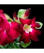 Fresh Red Adenium Desert Rose Bonsai - 2 Seeds - £5.35 GBP