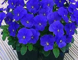 Viola Cornuta Blue Pansy Seeds - £6.40 GBP