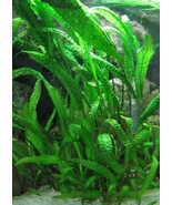 BUY 2 GET 1 FREE APONOGETON BOIVINIANUS 1 BULB Live Bulb SUPER PRICE !!!!! - €9,29 EUR