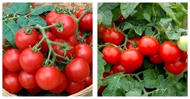 200 Seeds Husky Cherry Red Tomato Seeds International Ship - £14.17 GBP