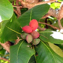 Indian Almond Seeds Trio, Organic Planting Kit, Exotic Tropical Bonsai, Unique G - £3.14 GBP