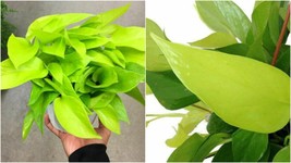 4&quot; Pot - Neon Devil&#39;s Ivy Pothos Live Plant Very Very Easy to Grow Epipremnum  - £40.88 GBP
