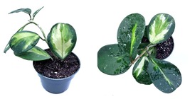 Live Plant Hoya Obovata Variegated 4&quot; Nursery Pot Gardening - $49.99