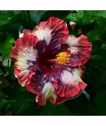 20 Cream Pink Hibiscus Seeds Flowers Flower Seed Perennial Bloom USA Gar... - $9.78