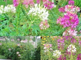 500+SPIDER PLANT Mix Container Summer Flower Seeds Garden Drought Heat F... - $16.75
