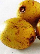 Thai Olive Spondias pinnata Anacardiaceae 5 Seeds ThailandMrk - $5.00