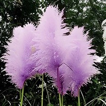 200 Seeds Mixed Yellow Purple Pampas Grass - $14.37
