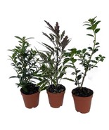 Zen Living Bonsai Assortment 3 Plants 2 inch Pots - $39.98