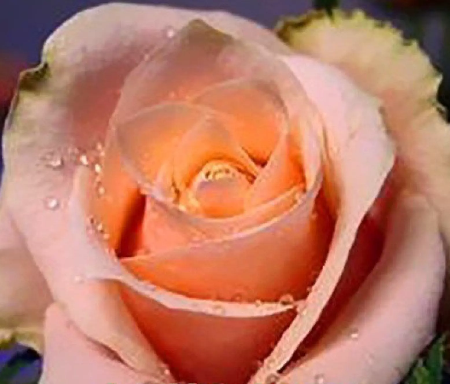 20 SEEDS for CLASSIC LIGHT ORANGE Rose flower - $13.65