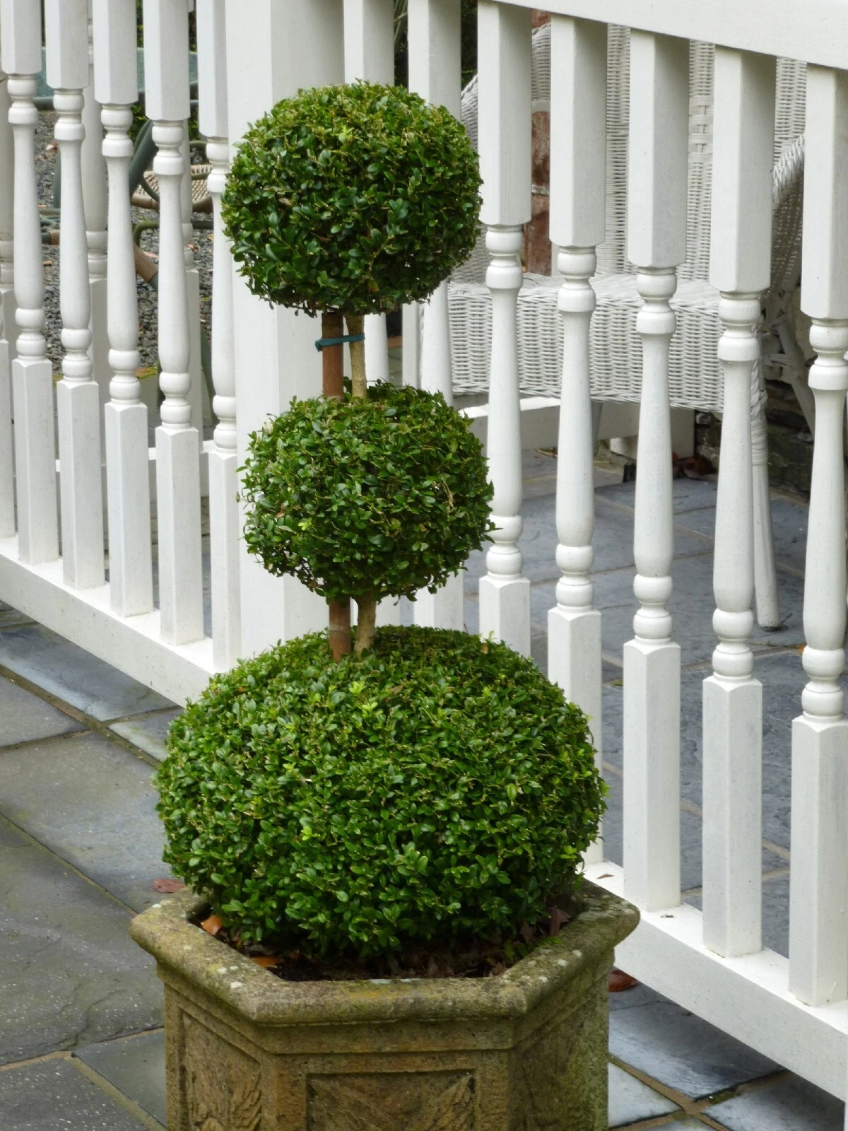 Glossy Privet {ligustrum lucidum}10 Pre-Stratified seeds  - $7.80