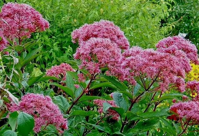 1000 Joe Pye Weed Seeds Bonset, Eupatorium Purpureum, Tall Wildflower, Bulk - £7.33 GBP