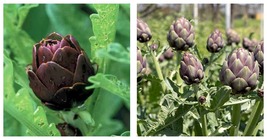 16 Seeds, Italian Artichoke Seeds Violetta Di Chioggia Vegetables - £14.17 GBP