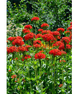 Maltese Cross Lychnis Chalcedonica Red Flower 1600 Seeds  From US - £5.18 GBP