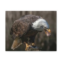 Bald Eagle Hunting Bald Eagle on Hunt Print Animal Wall Art Wildlife Can... - $71.24+