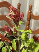 Elegant ROSE PINK SHRIMP (1) Starter Plant Attracts Hummingbird /SALE - $4.79