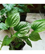 50 Seeds Organic Indian Betel Leaf Piper Lolot Tall Antioxidantpaan Leaf... - £7.76 GBP