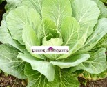 Giant Collards Seeds 400 Seeds Fast Shipping - $8.99
