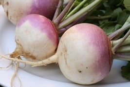 SGHOST 10000 Purple Top Turnip Seeds Nongmo Heirloom Turnip Seeds Bulk Seeds USA - £6.72 GBP