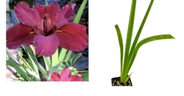 Live Plant Louisiana Iris &#39;Red Velvet&#39; native American wildflower - Iris - £33.80 GBP