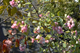 USA Western Snowberry Shrub White Pink Symphoricarpos Occidentalis 30 Seeds - £8.68 GBP