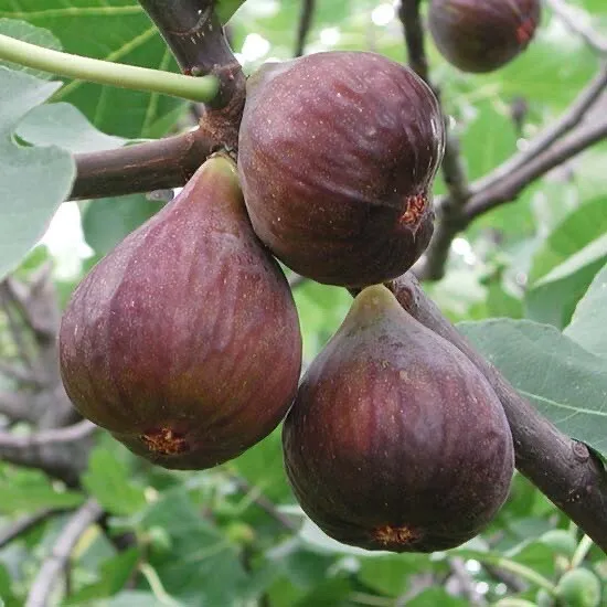 10” Cutting Fig Tree With Pot Live Plant Ready To Plant - $57.98