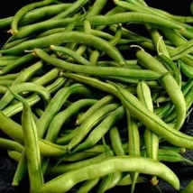 40 Green Bean Provider Phaseolus Vulgaris Vegetable Seeds Fast Ship Fresh USA SE - £11.17 GBP